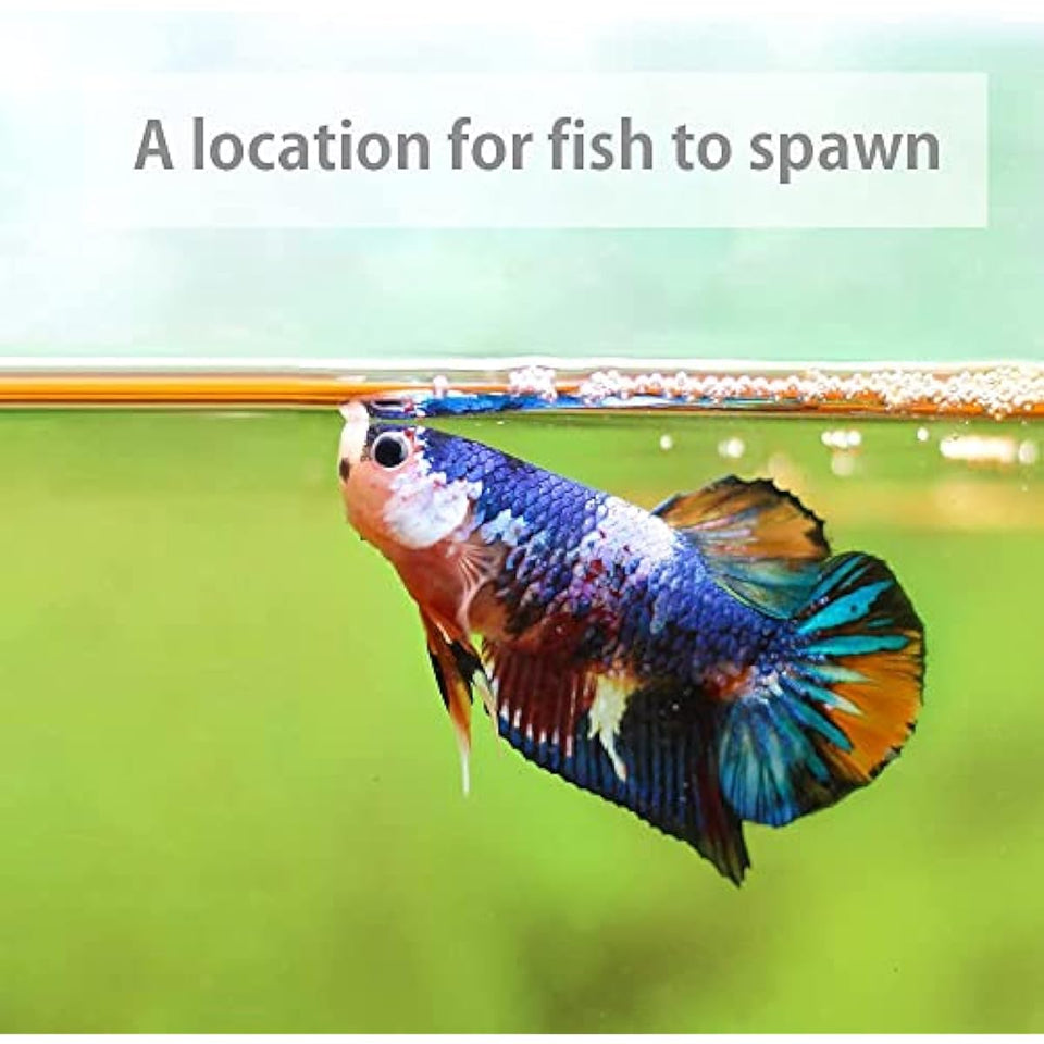 Premium Indian Almond Leave. Aquarium Decorations Size 6-9" Pack 50g(20-25 Leaves). Catappa Leaves Rich in Tannin. Superb to be Health Better, Vitality, Succesful Breeding! of Shrimp & Betta Fish Tank