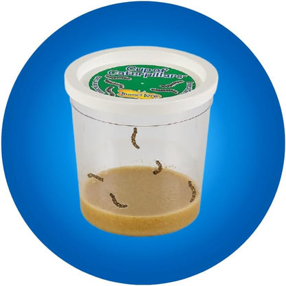 Insect Lore Butterfly Garden Kit, Painted Lady Butterfly Kit with Voucher for Live Caterpillars, Butterfly Habitat, STEM Journal & More Visit the Insect Lore Store - Cart Shape