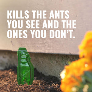 TERRO Liquid Ant Baits - T1813B - Outdoor Ready-to-Use Terro Ant Traps, Kills Household Ants, 12 Stakes